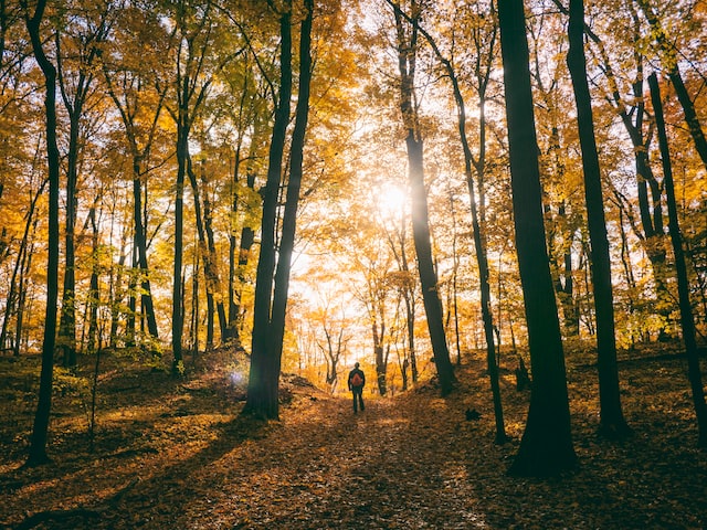 autumn hike leaves and trees and sun