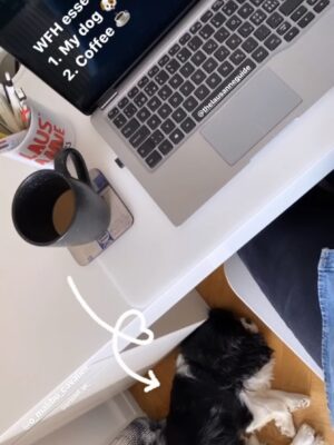 A cute pup makes the work day from home a bit more bearable