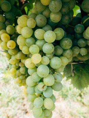 lavaux vineyards