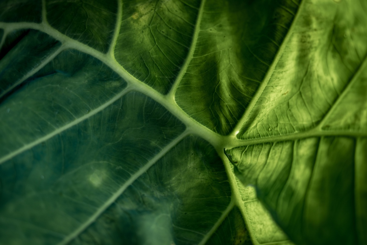 close up photo of green leaf