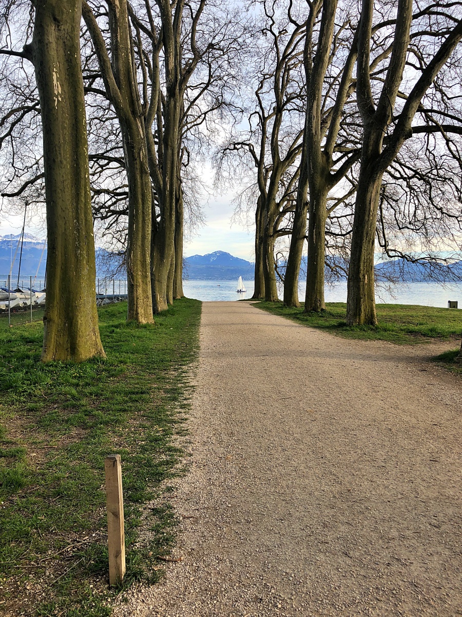 line of trees and boat on the water in Vidy