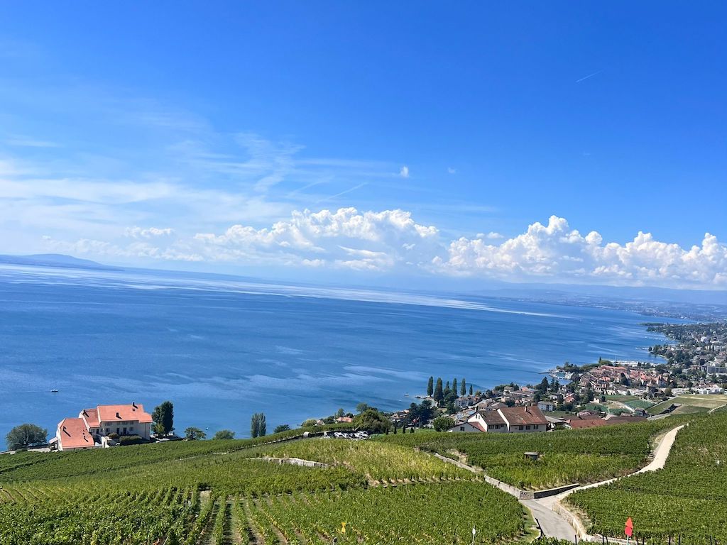 view of vineyards