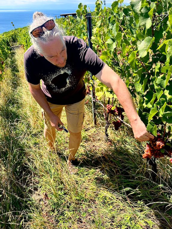 Jean-Cristophe Piccard picking grapes