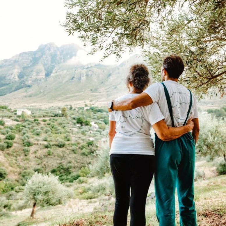 Sicily Olive Grove