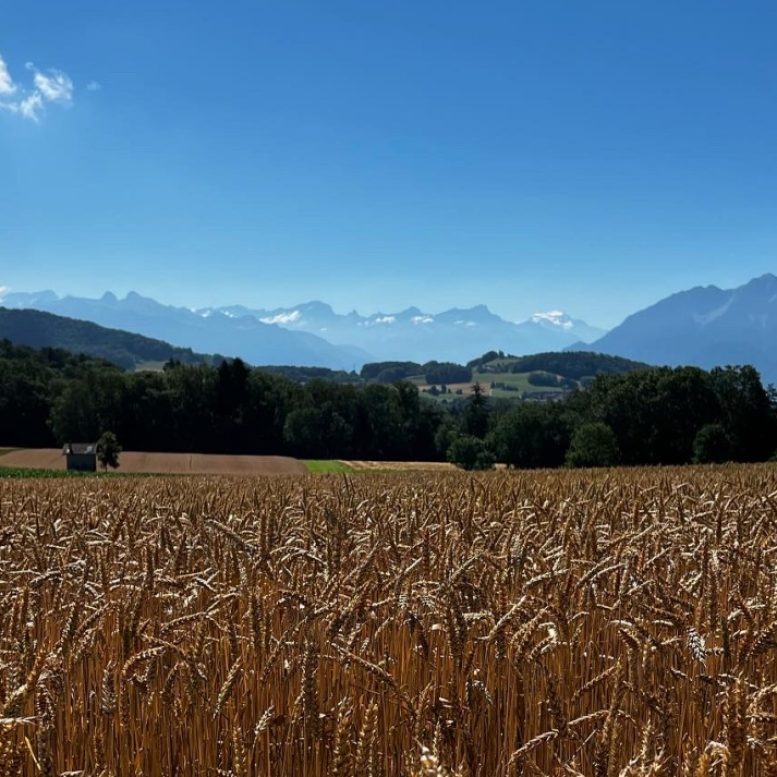 swiss landscape fields mountains