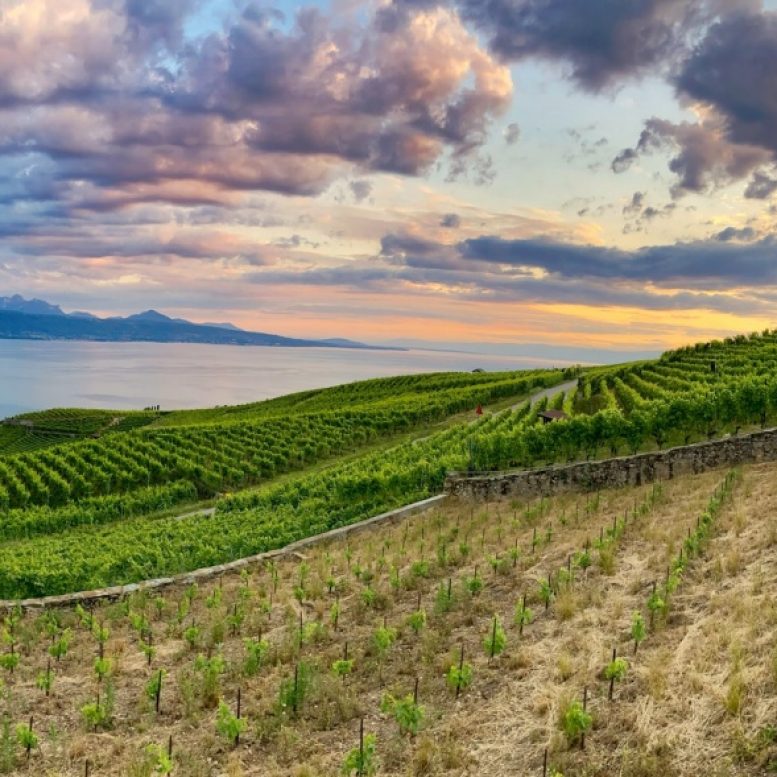 Lavaux Vineyards at sunset